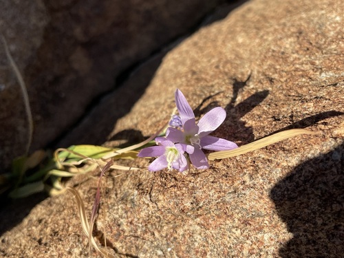 Geissorhiza inaequalis