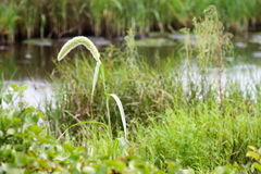 Setaria magna