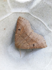 Crocallis dardoinaria