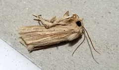 Ichneutica semivittata