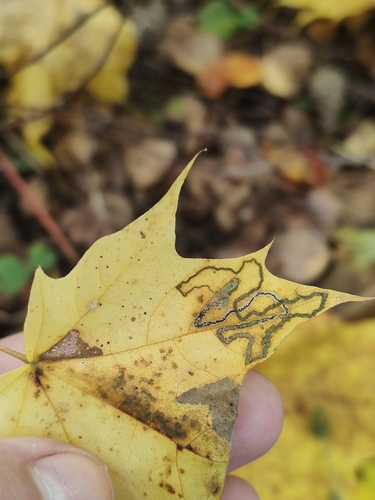 Scarce Maple Pigmy