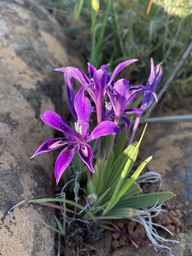 Image of Babiana framesii by (c) Matt Berger, some rights reserved (CC BY)