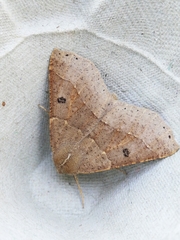 Crocallis dardoinaria