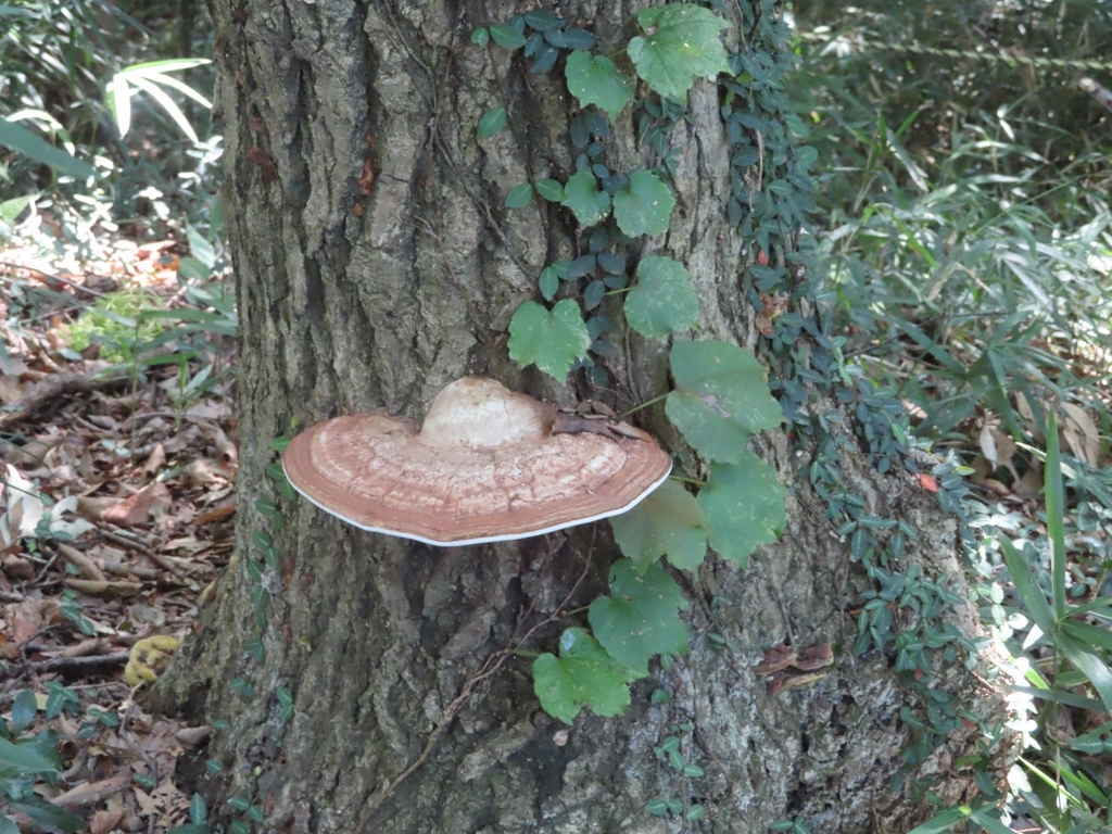 Ganoderma applanatum · October 2021 · photo: © mami_t_t (iNaturalist, cc-by)