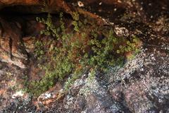 Cliffortia propinqua