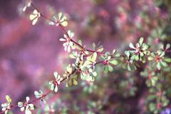 Cliffortia propinqua