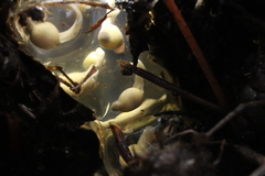 Arthroleptella rugosa