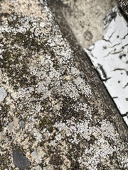 Myriolecis semipallida