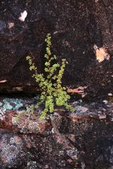 Cliffortia propinqua