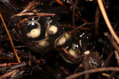 Arthroleptella rugosa