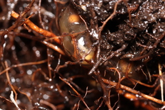Arthroleptella rugosa