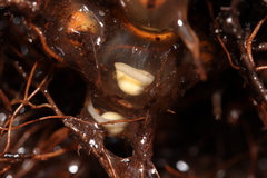 Arthroleptella rugosa