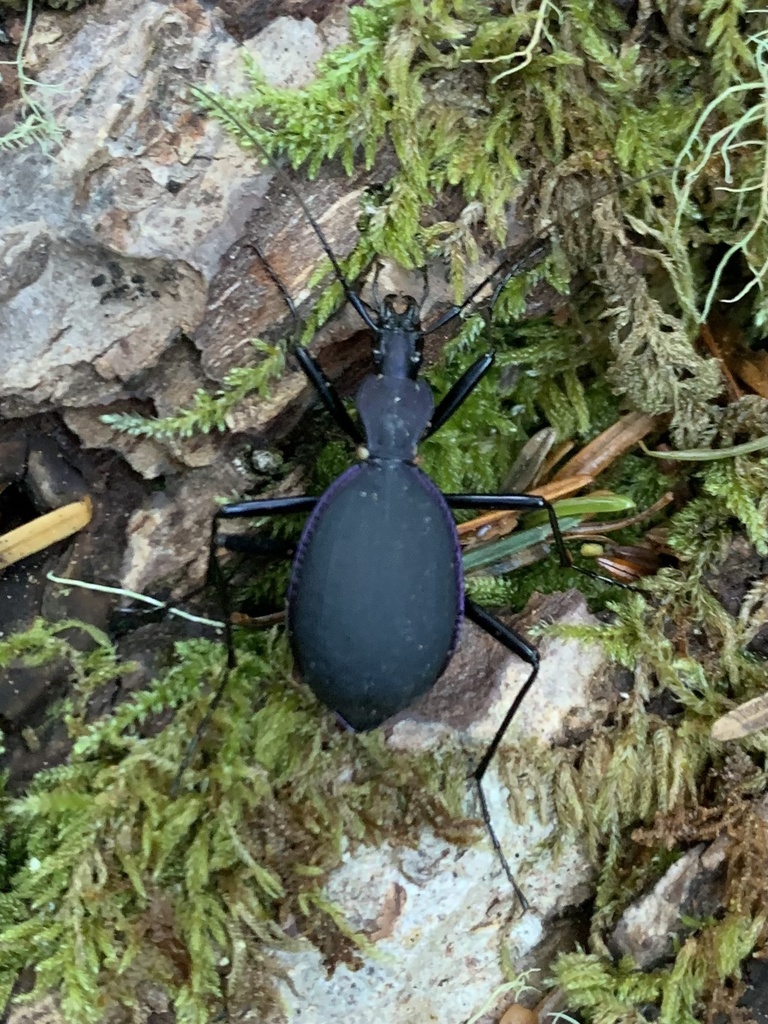 Long-face Snail-eating Beetle
