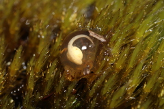 Arthroleptella rugosa