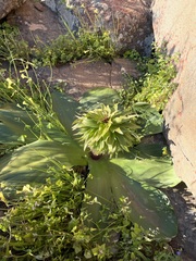 Eucomis regia