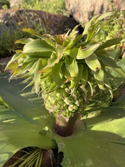 Eucomis regia