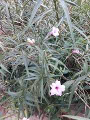 Ruellia coerulea