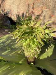 Eucomis regia