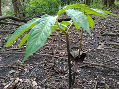 Arisaema thunbergii