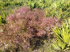 Agalinis filifolia image