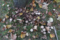 Psathyrella