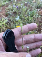 Silene aethiopica