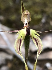Caladenia plicata