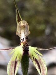 Caladenia plicata