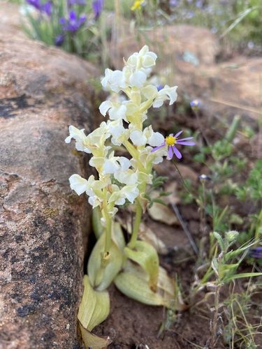 Image of Pterygodium schelpei by (c) Matt Berger, some rights reserved (CC BY)