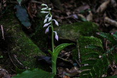 Calanthe discolor amamiana