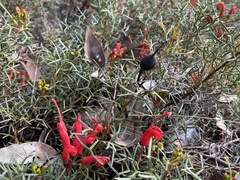 Grevillea wilsonii