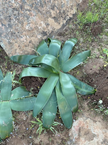 Image of Crossyne flava by (c) Matt Berger, some rights reserved (CC BY)