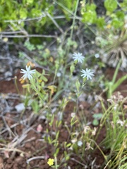 Silene aethiopica