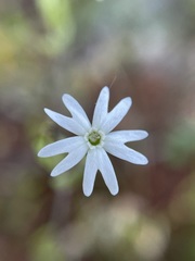 Silene aethiopica