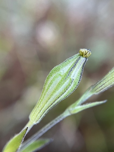 Image of Silene aethiopica by (c) Matt Berger, some rights reserved (CC BY)