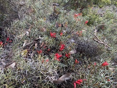 Grevillea wilsonii