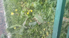 Sonchus oleraceus