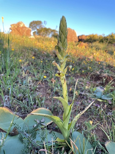 Image of Pterygodium hallii by (c) Matt Berger, some rights reserved (CC BY)