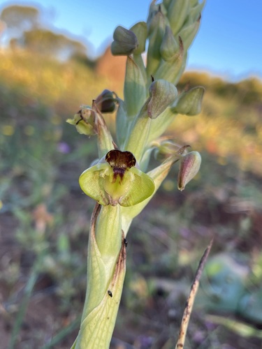 Image of Pterygodium hallii by (c) Matt Berger, some rights reserved (CC BY)
