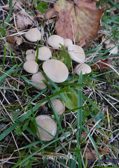 Psathyrella