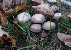 Psathyrella