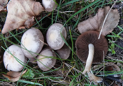 Psathyrella