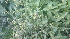 Galinsoga quadriradiata