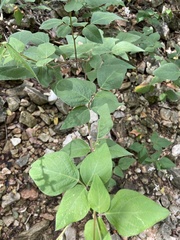 Desmodium lindheimeri
