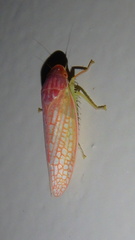 Gyponana gladia