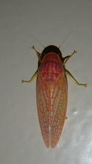Gyponana gladia