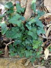 Ainsliaea macroclinidioides secundiflora