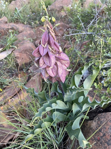 Image of Veltheimia capensis by (c) Matt Berger, some rights reserved (CC BY)