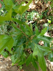 Dendropanax