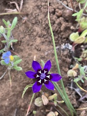 Lapeirousia oreogena